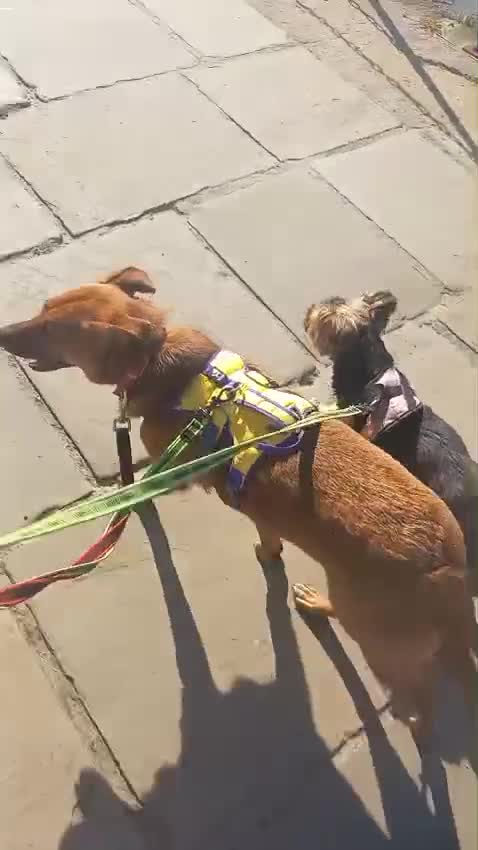 Mixed Breed dogs for adoption: ❤️🐶 YARA – FULL OF GENTLE LOVE in Folkestone - Video 3