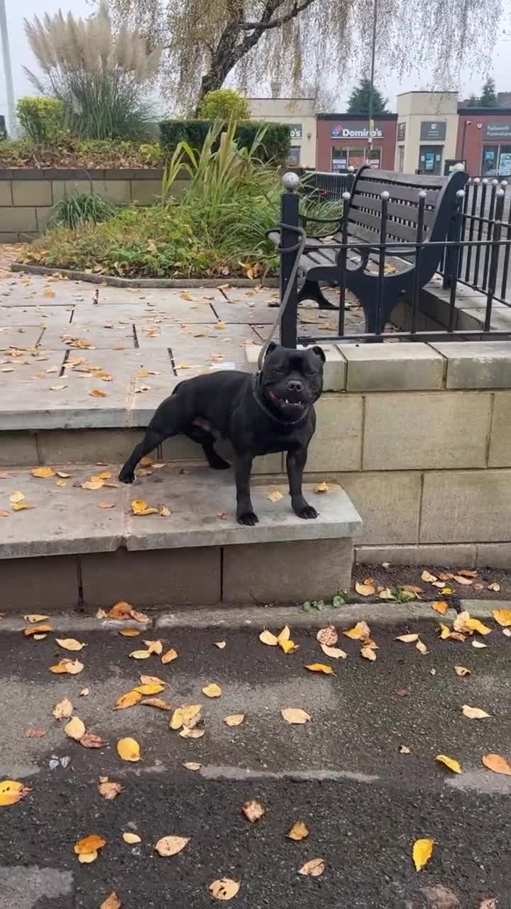 Staffordshire Bull Terrier dogs for stud: *ULTIMATE STUD PACKAGE DEAL* KASSIUS BEST UK BLACK in Manchester - Video 2