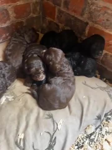 Cockapoo dogs for sale: Stunning F1 cockapoo pups - Video 2