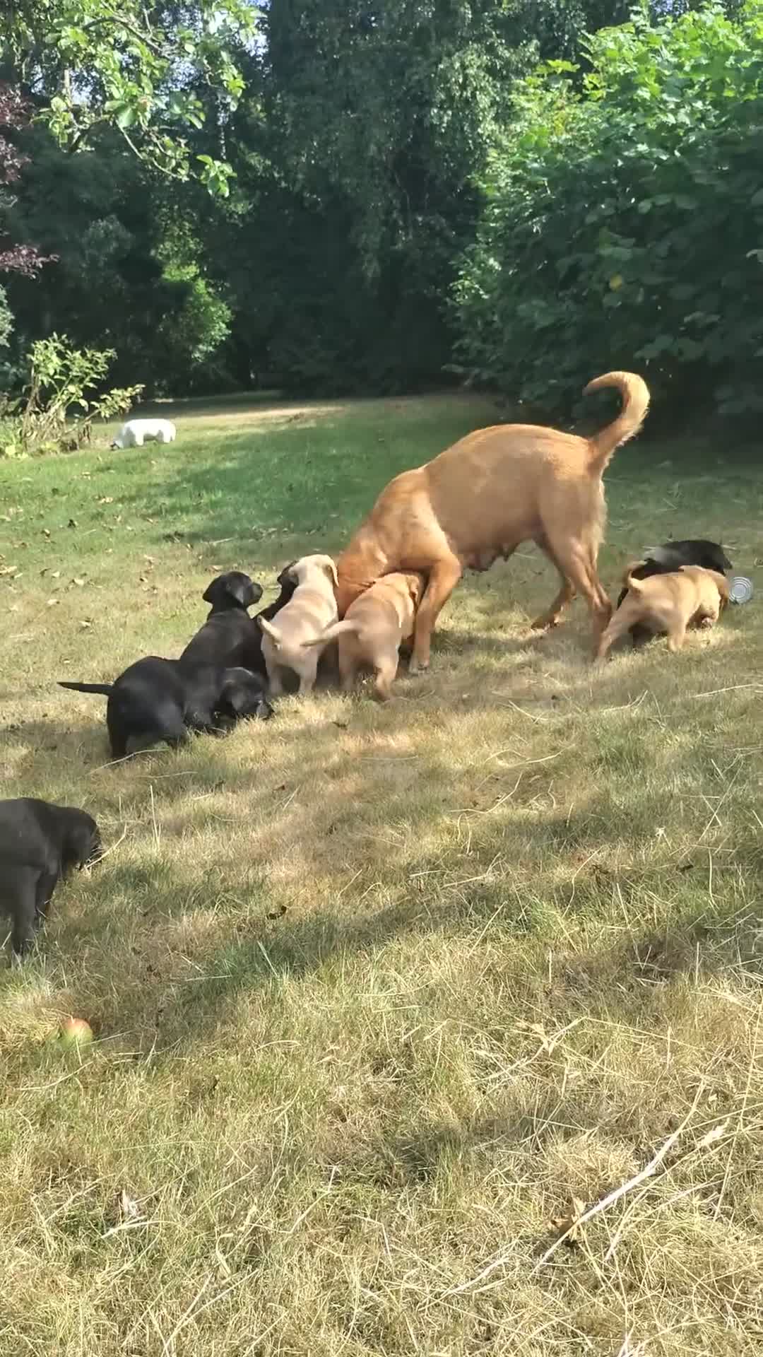 Labrador Retriever dogs for sale: Wonderful Labrador pups for sale  - Video 1