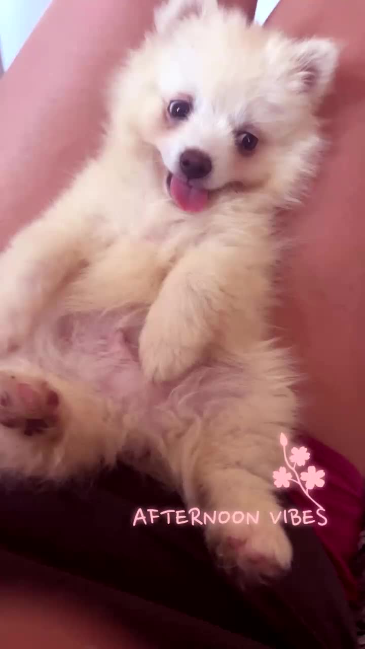 Pomsky dogs for sale: CLOUD Pomsky  - Video 1