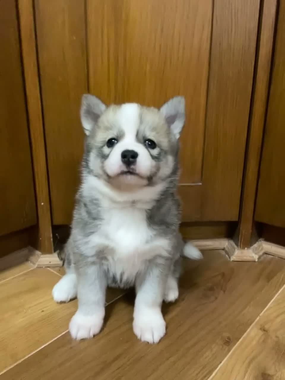 Pomsky dogs for sale: Stunning Blue Eyed F4 Pomsky Puppies in Widnes - Video 2