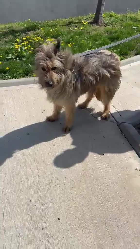 Mixed Breed dogs for adoption: 🐾 Jules – Beauty, Brains & a Heart of Gold ❤️ - Video 1