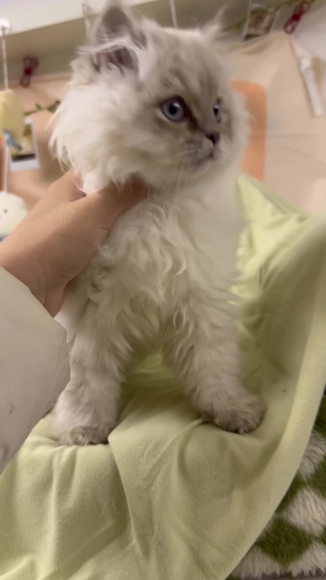 Perdoll cats for sale: Blue Bicolor Point Perdoll Boy - Video 1