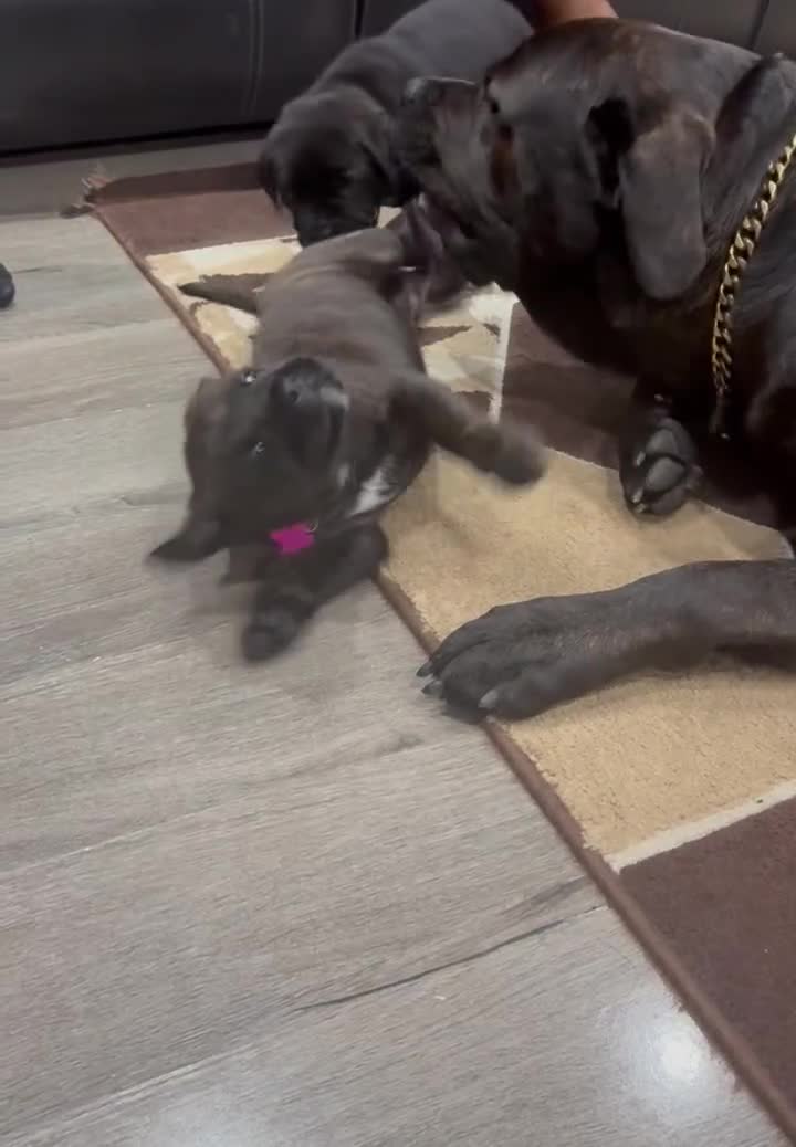 Cane Corso dogs for sale: Chunky Cane Corso Cross Pups – Ready Next Week! - Video 4