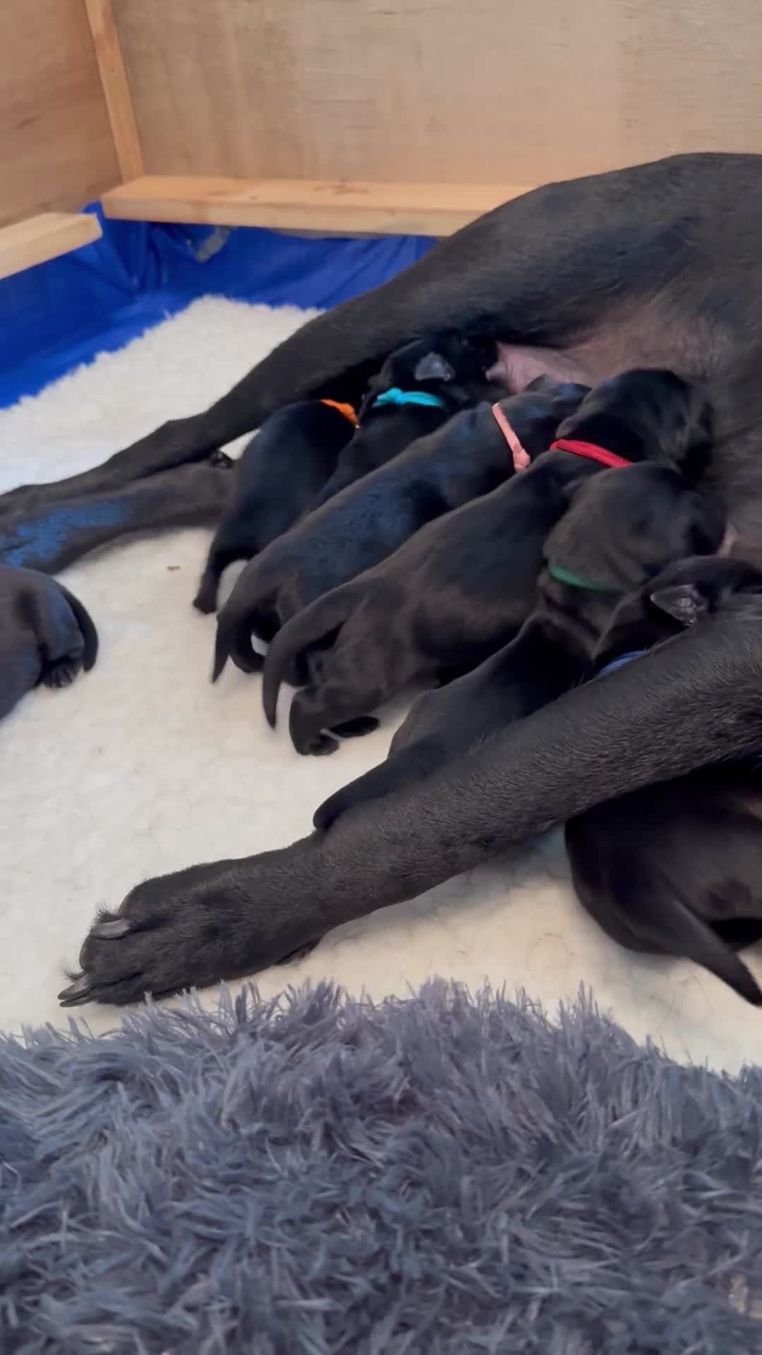 Labrador Retriever dogs for sale: 9 Gorgeous Black Labrador Puppies - Video 1