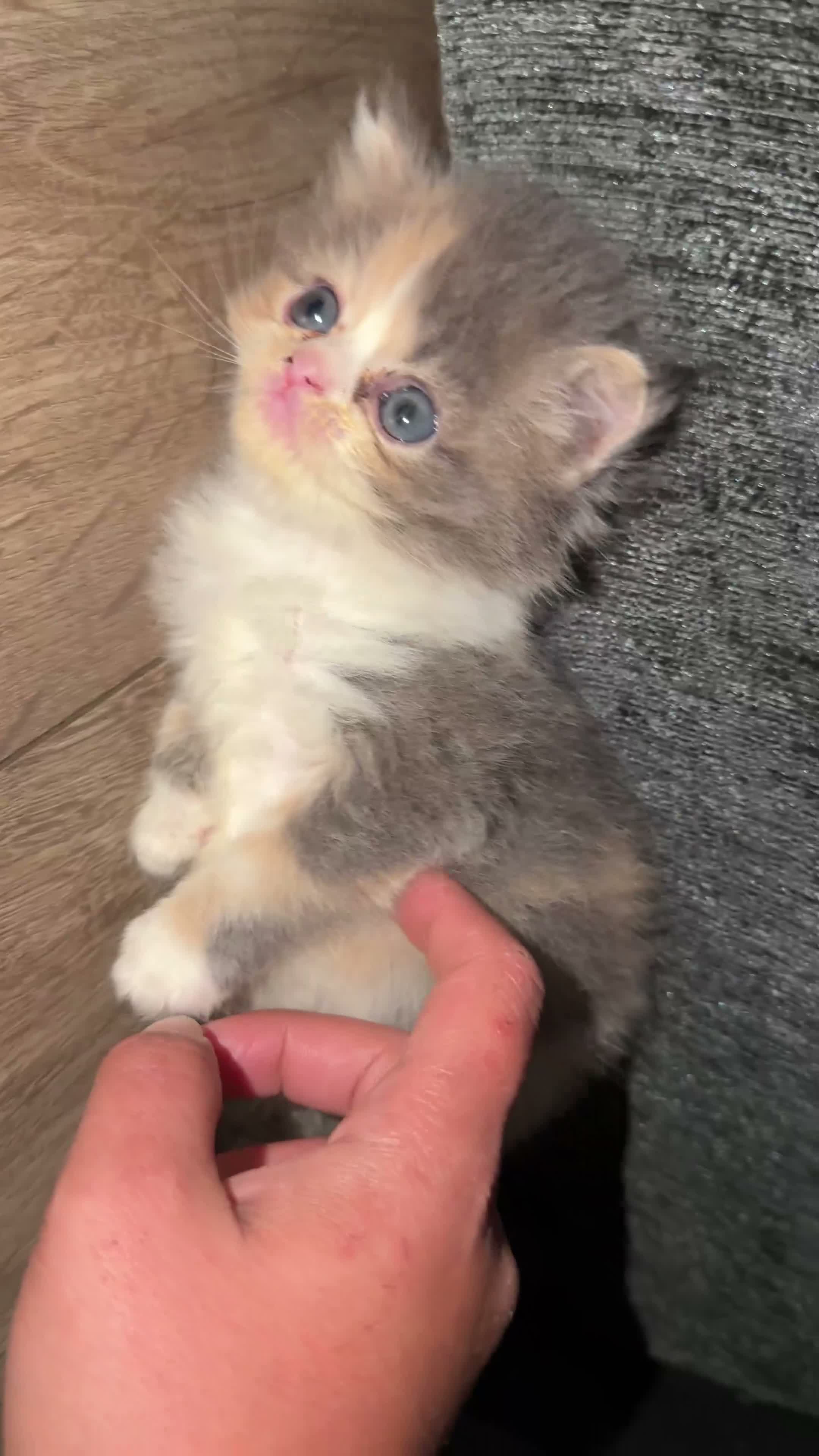Exotic cats for sale: 🐾 Beautiful Exotic-Type Longhair Kittens 🐾 in Leeds - Video 2