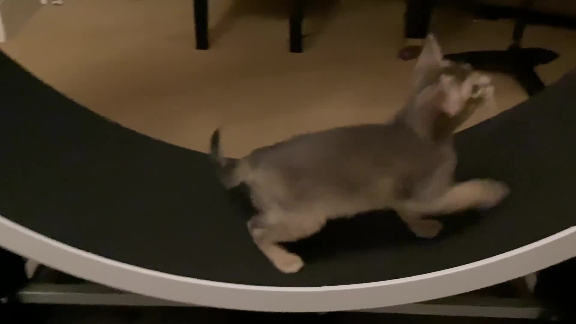 Abyssinian cats for sale: Beautiful Blue male Abyssinian kitten - Video 1