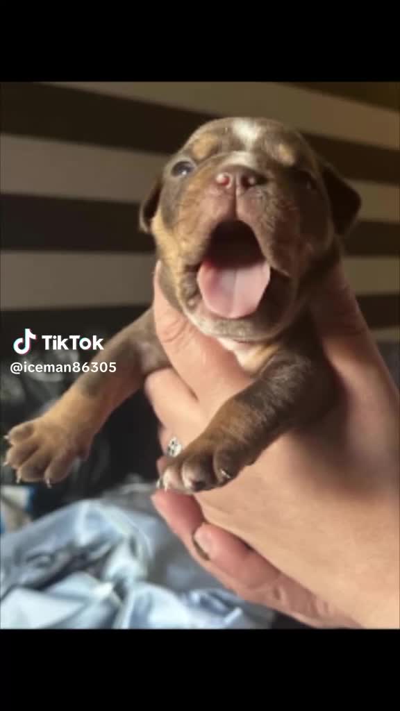 Olde English Bulldogge dogs for sale: Olde English Bulldogs - Video 3