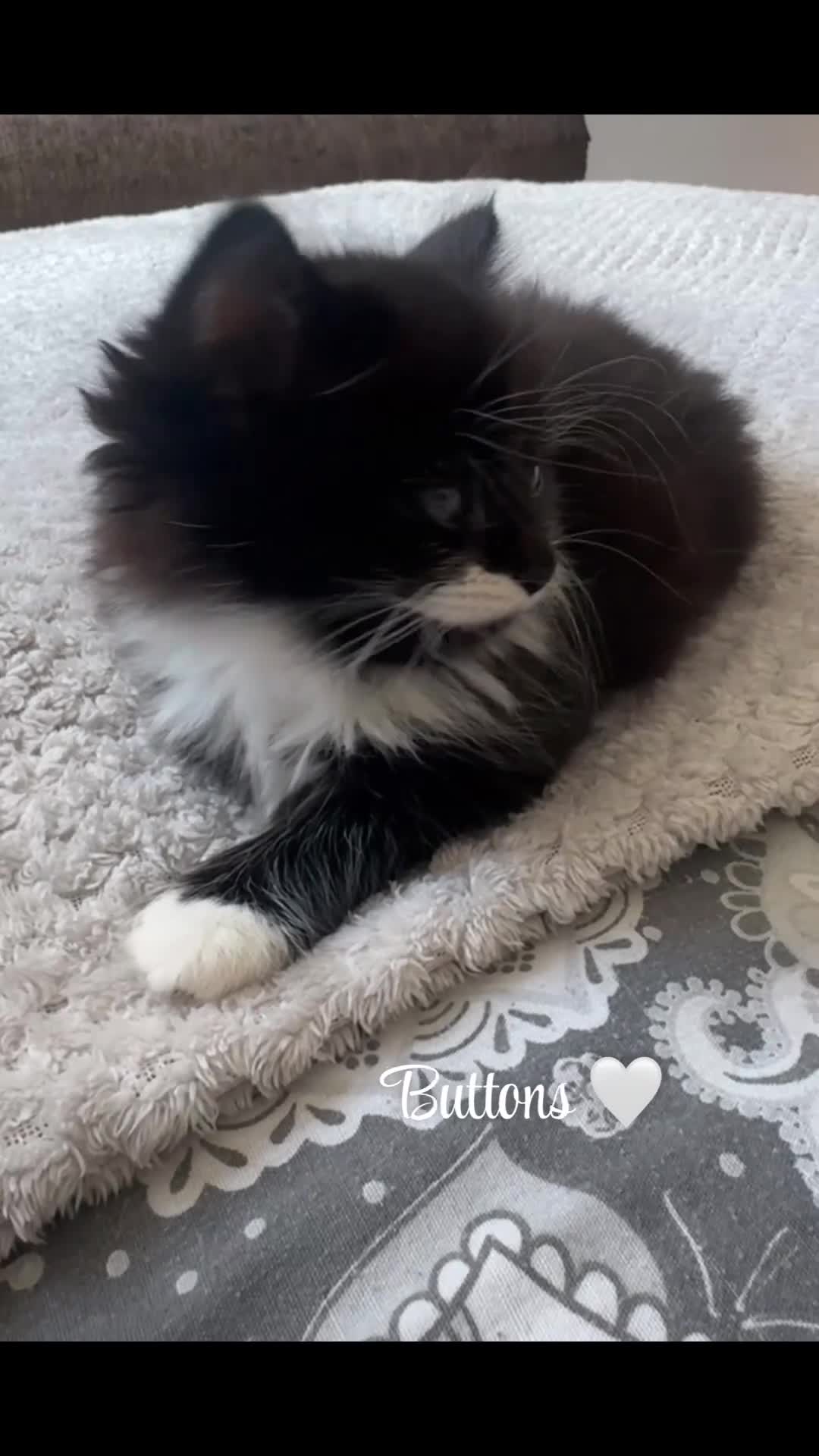 Mixed Breed cats for sale: Beautiful kittens looking for forever home  in Birmingham - Video 1