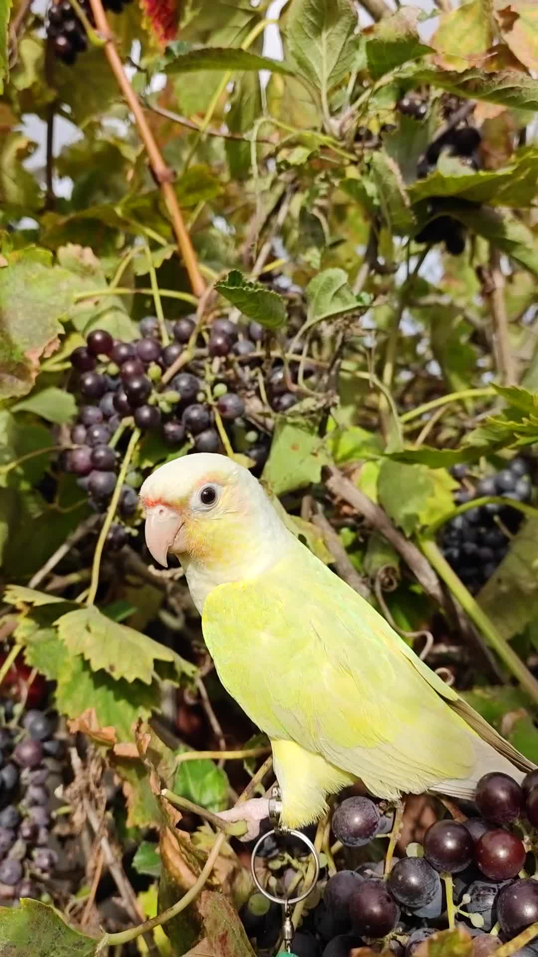 Conures birds for sale: Silly rammed Moon cheek conure - Video 2