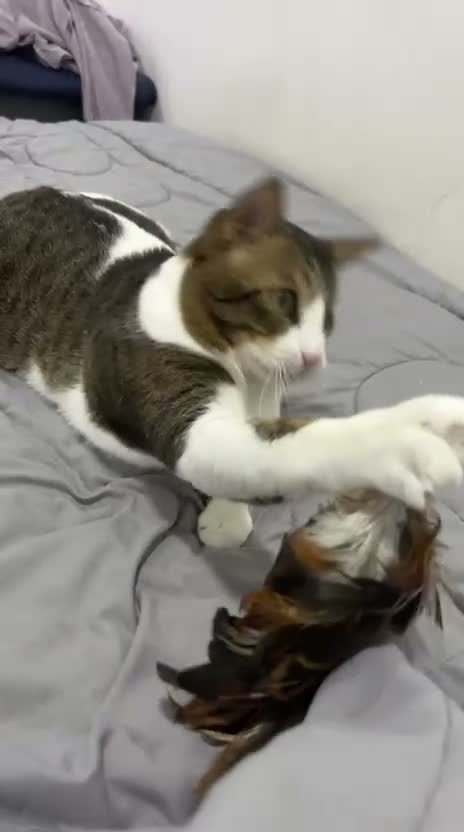 Arabian Mau cats for sale: Beautiful Tito looking for his family 😻 - Video 3