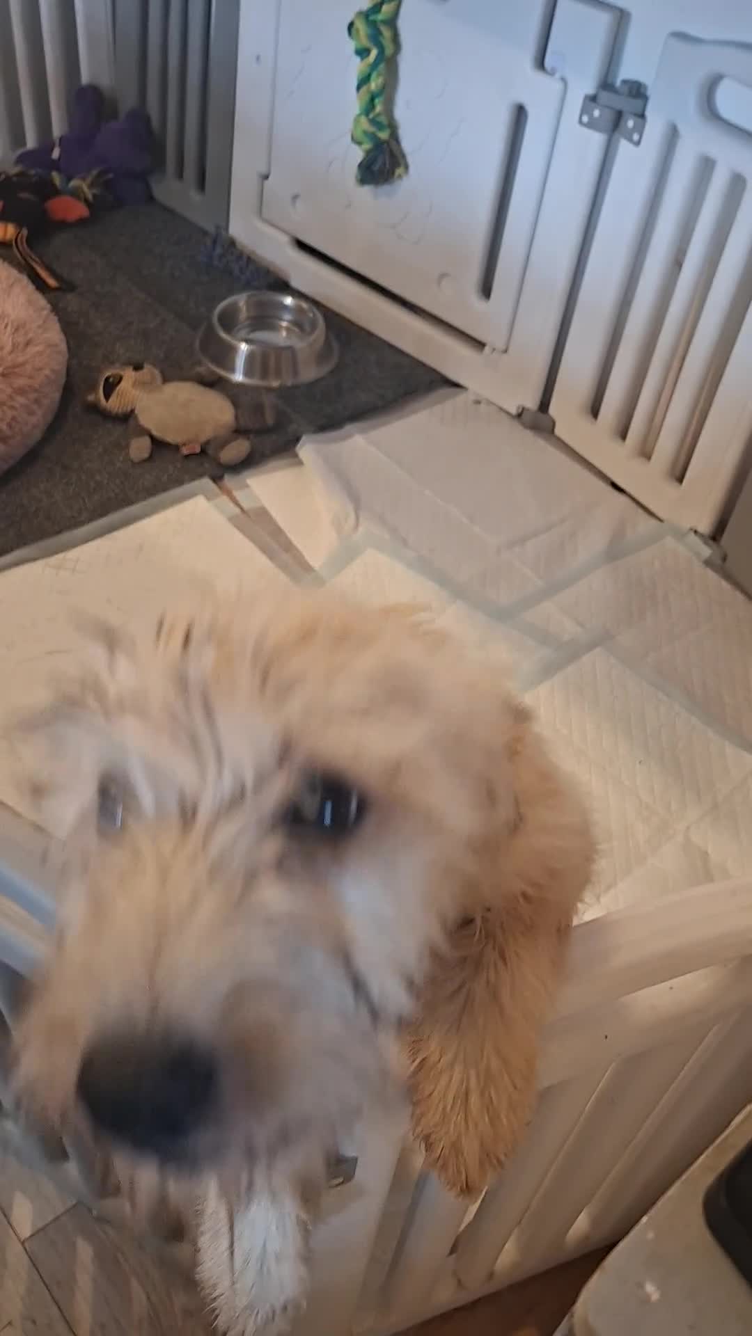Soft Coated Wheaten Terrier dogs for sale: Soft coated wheaten terriers - Video 1