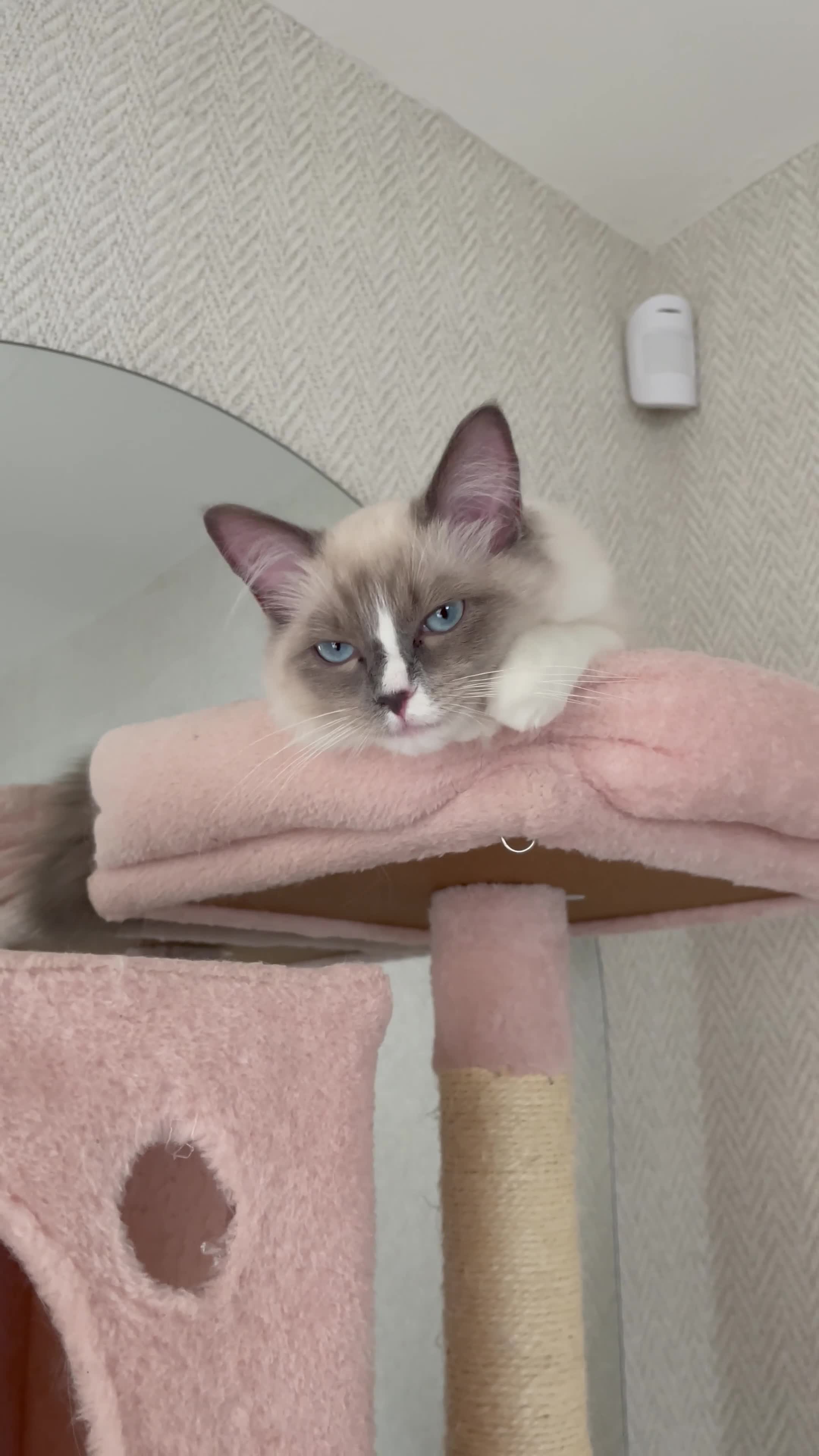 Ragdoll cats for sale: Precious bright blue girl available  - Video 1
