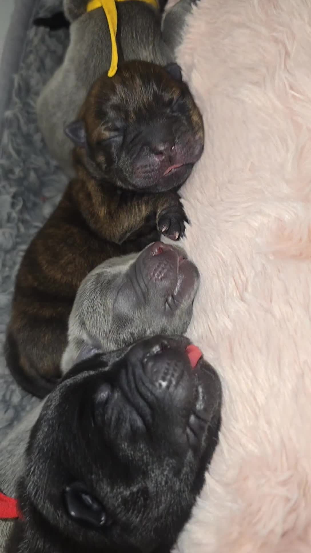Mixed Breed dogs for sale: Chaffy puppies - Video 5