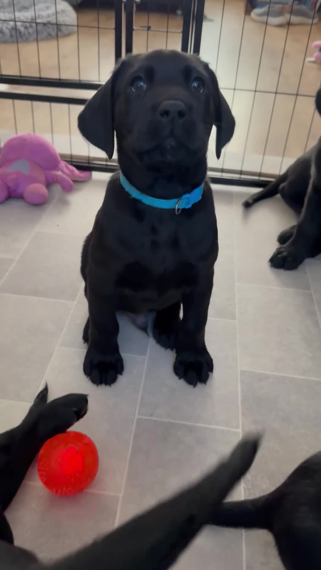 Labrador Retriever dogs for sale: LABRADOR RETRIEVER–HEALTH TESTED, FULLY VACCINATED - Video 2