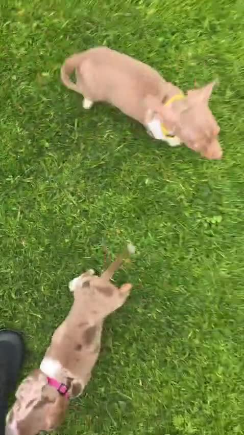 Miniature Dachshund dogs for sale: K.C Miniature Dachshunds Isabella Dapple PRA clear - Video 2