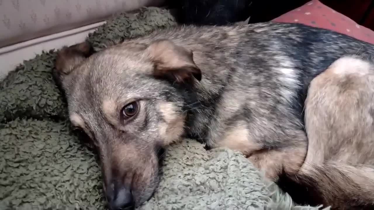 Mixed Breed dogs for adoption: Marvellous Margot for Adoption!  - Video 1