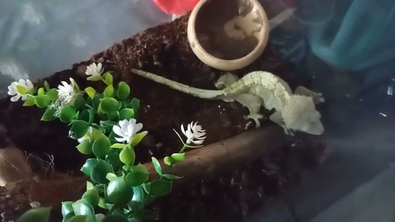 Mixed Breed reptiles for sale: Mix  replites available free delivery possible  - Video 1