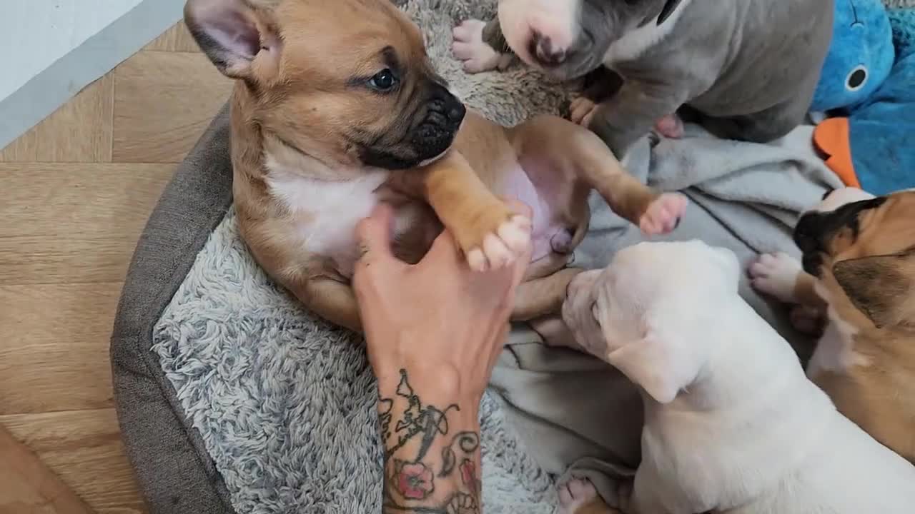 American Bull Staffy dogs for sale: American Staffordshire Bull Terriers - Video 1