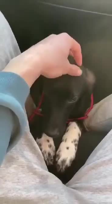Mixed Breed dogs for adoption: LEBBY in Staines - Video 1
