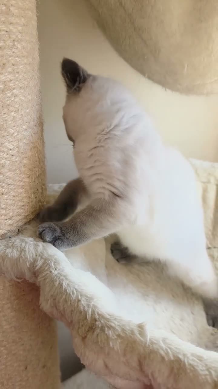 British Shorthair cats for sale: British shorthair kittens from 2 litter - Video 1