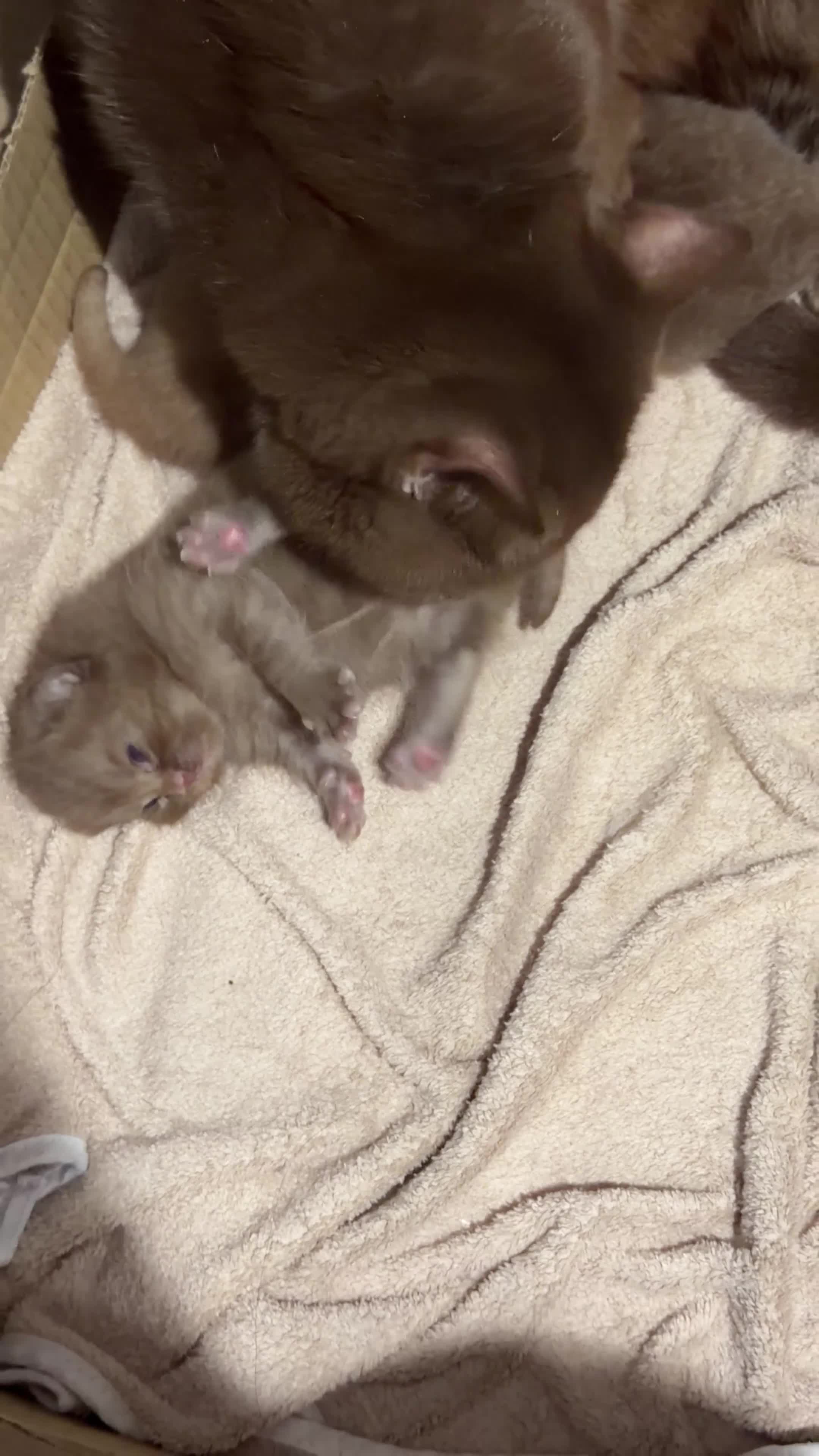 British Shorthair cats for sale: Chocolate British Shorthair Kittens - Video 1