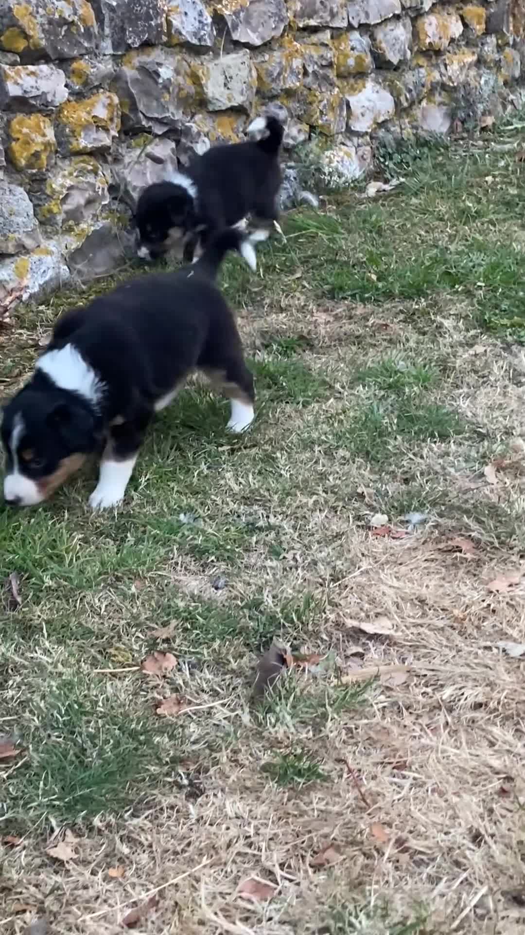 Border Collie dogs for sale: Beautiful Border Collie Puppies - Video 1