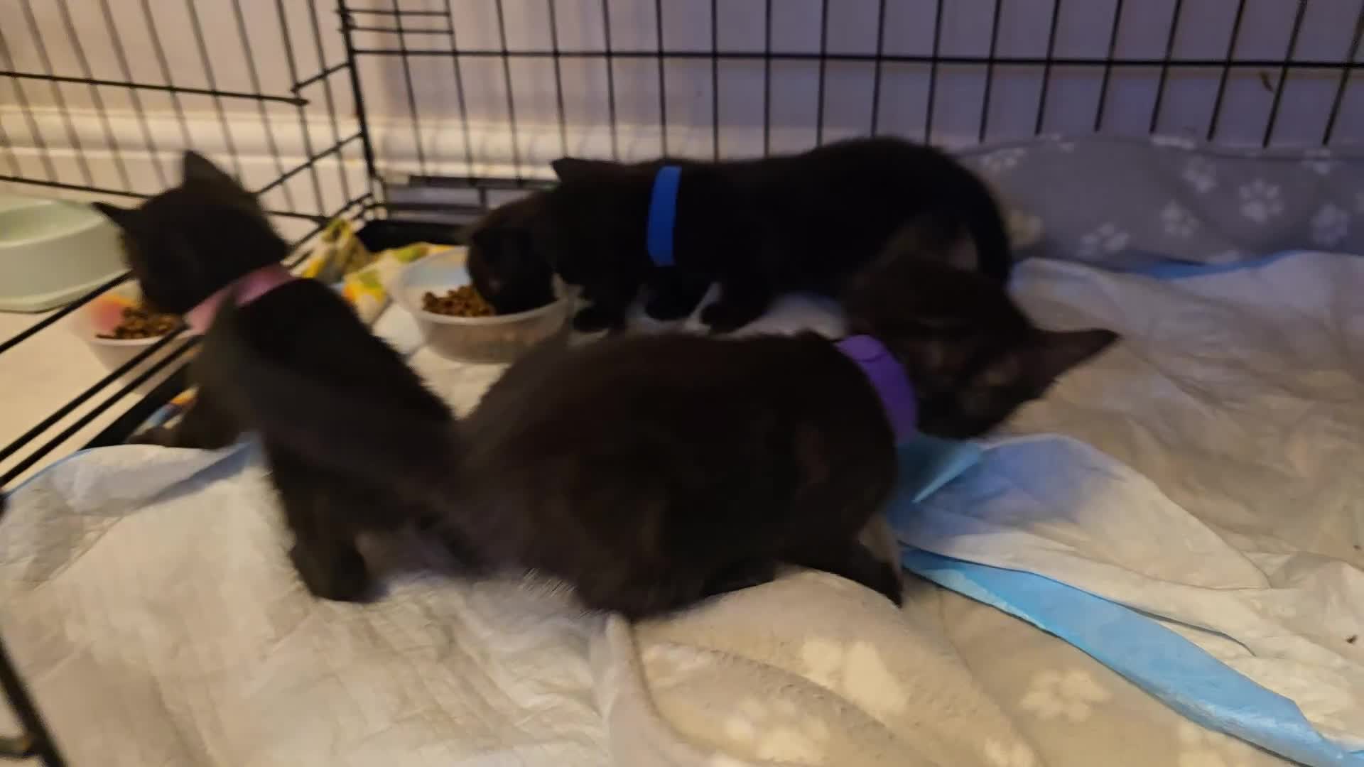 Siamese cats for sale: Siamese X British short hair *2 available  - Video 2