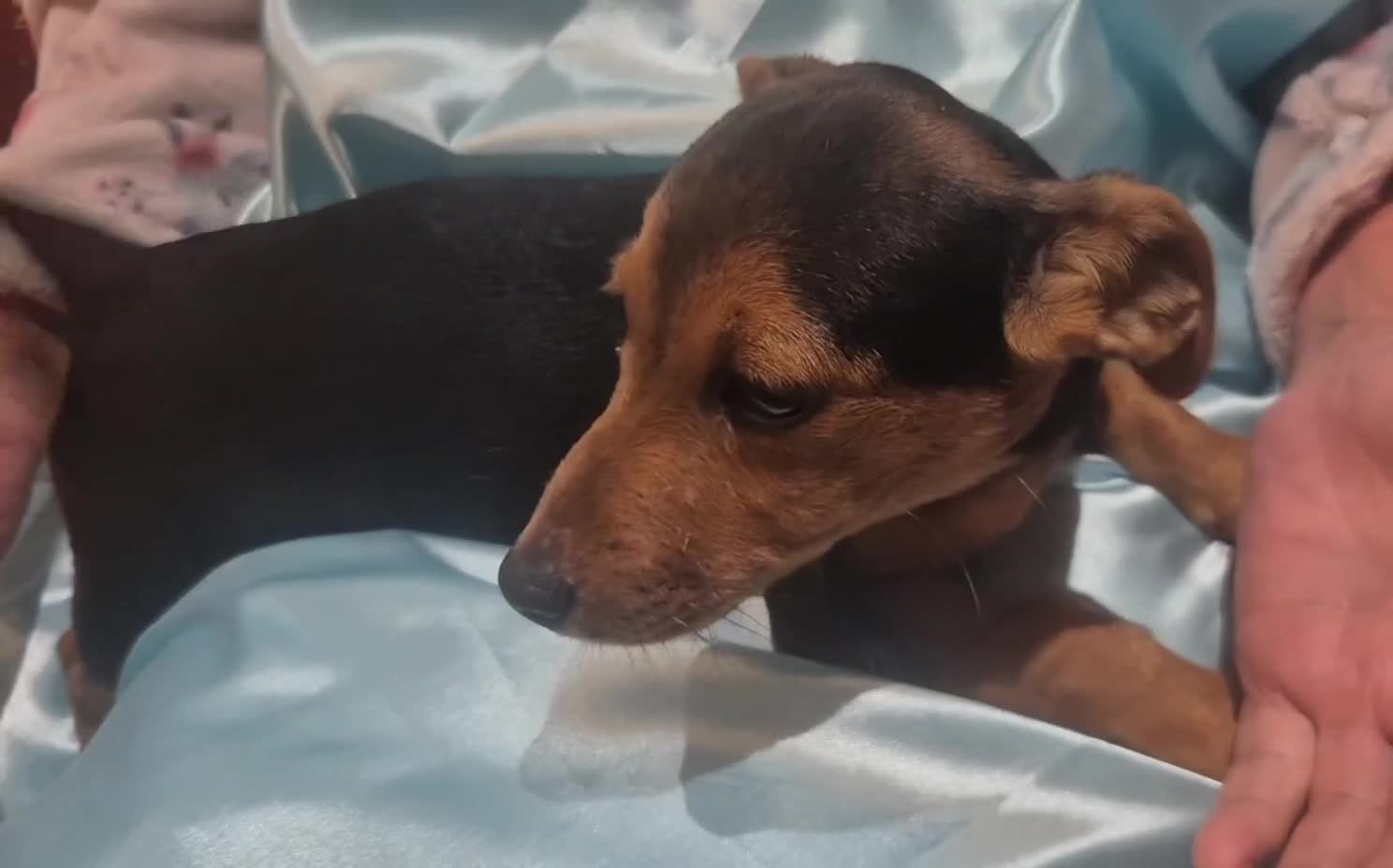 Jack Russell dogs for sale: Black and Tan Jack Russell Boy.  - Video 1