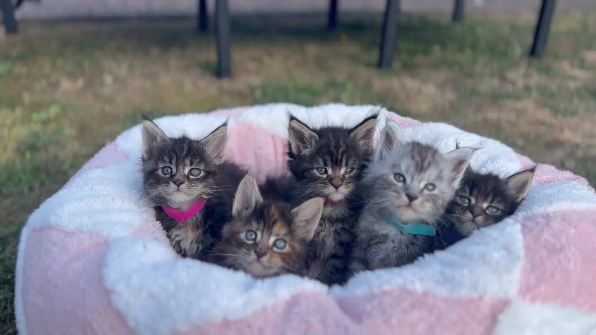 Maine Coon cats for sale: 🔥🔥🔥Maine Coon PEDIGREE 🔥🔥🔥ORIGINAL  - Video 2