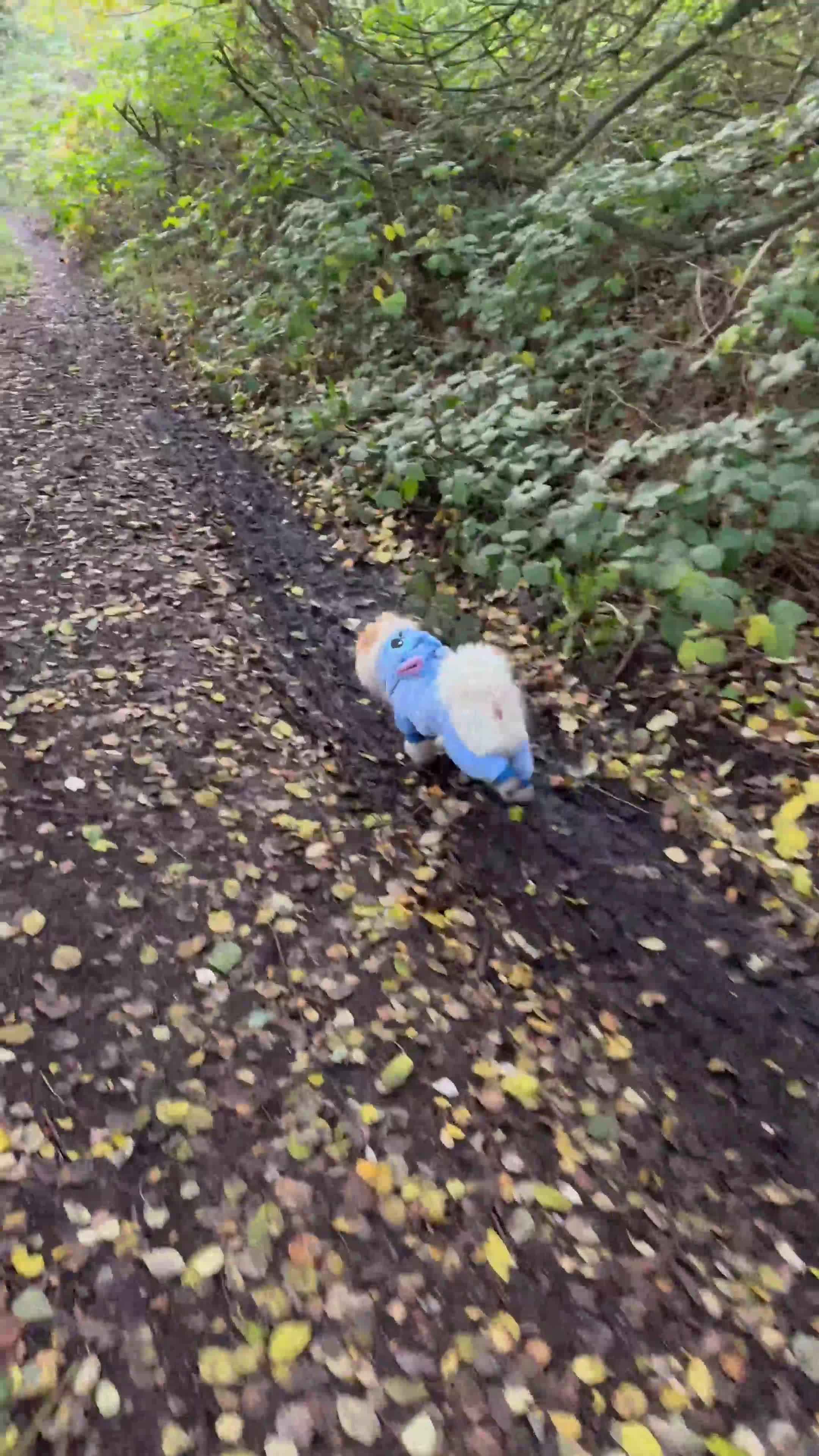 Pomeranian dogs for sale: Milo the Pom (please read description) - Video 1