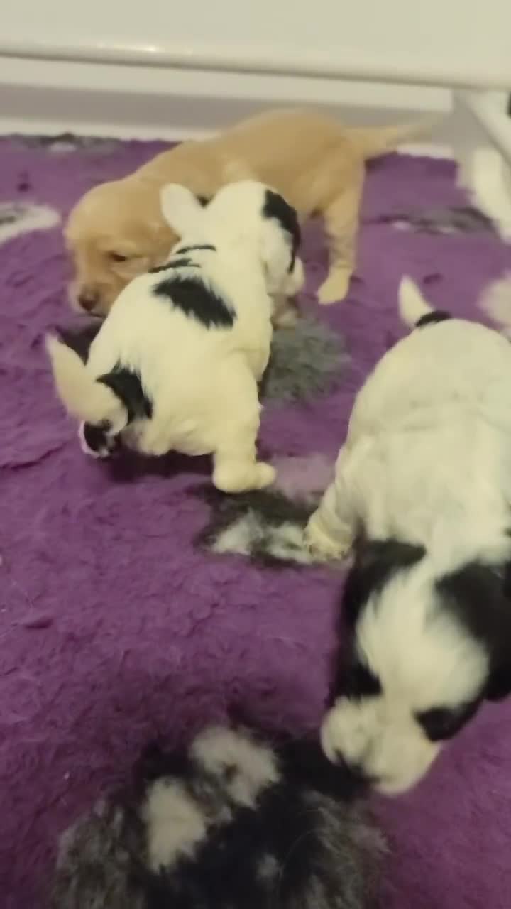 Cockapoo dogs for sale: F1 Cockapoos, Parti Roan. DNA HEALTH TESTED - Video 1