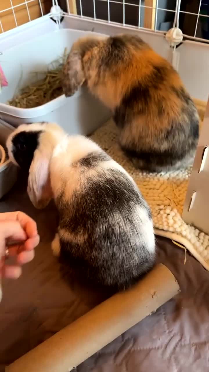 Mini Lop rabbits for sale: Ginger & coco  - Video 2