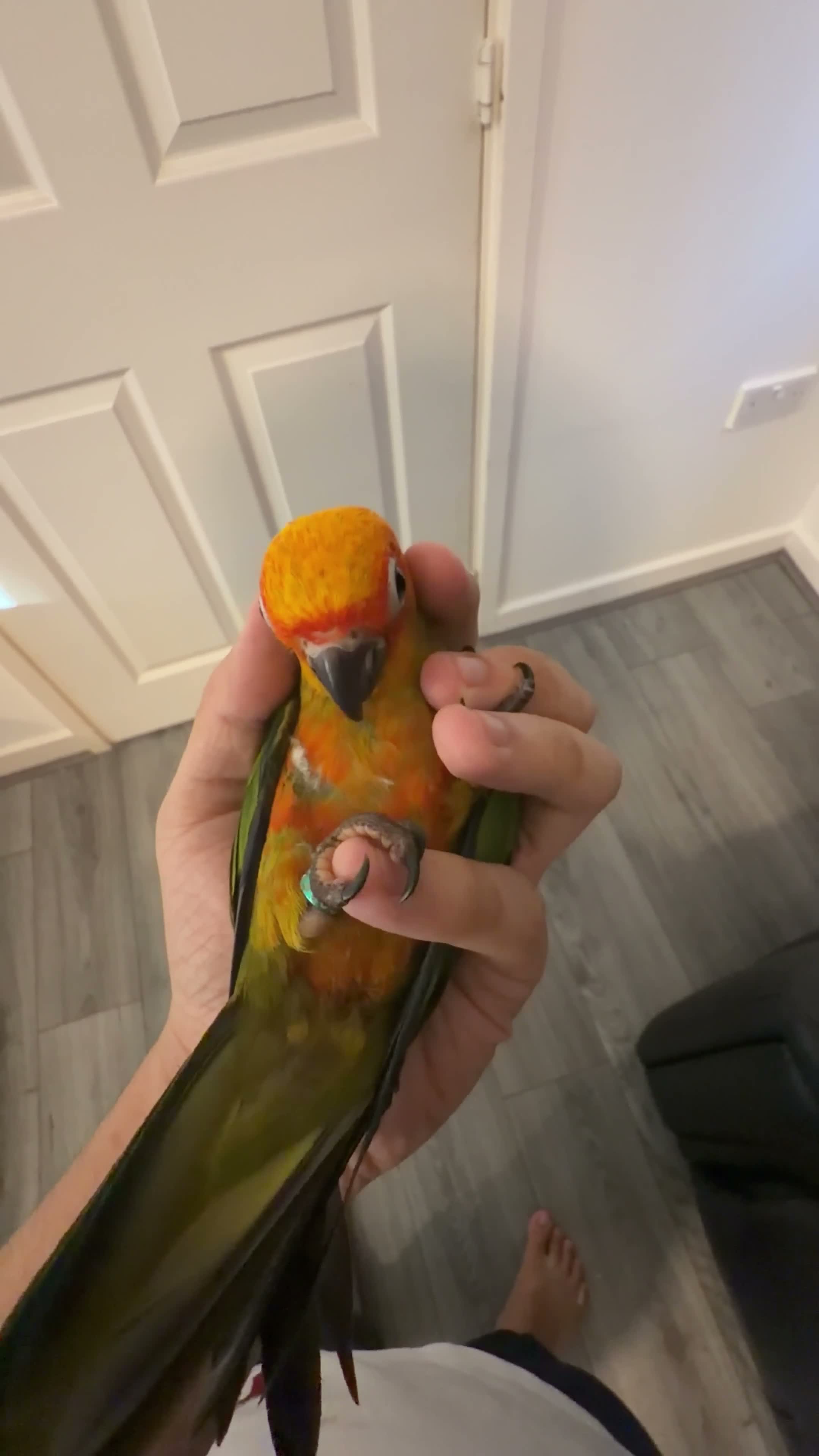 Conures birds for sale: Selling handreared baby sun conures  - Video 1