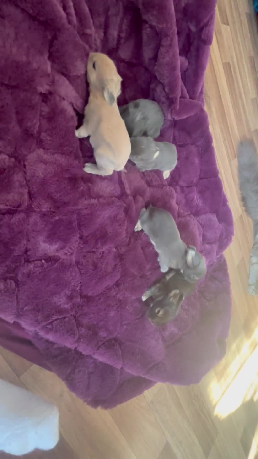 Mini Lion Lop rabbits for sale: Mini lion lops  - Video 1