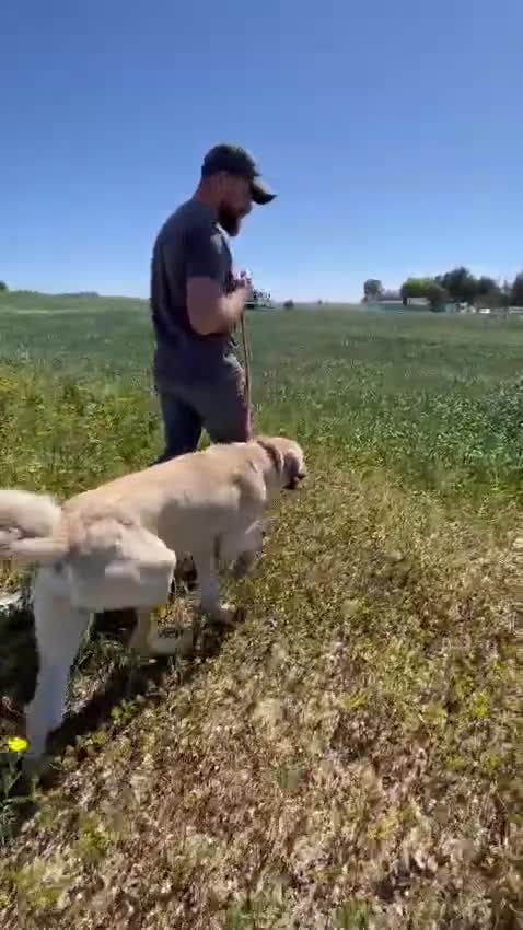 Mixed Breed dogs for adoption: Keith needs a foster or forever home in Spilsby - Video 2