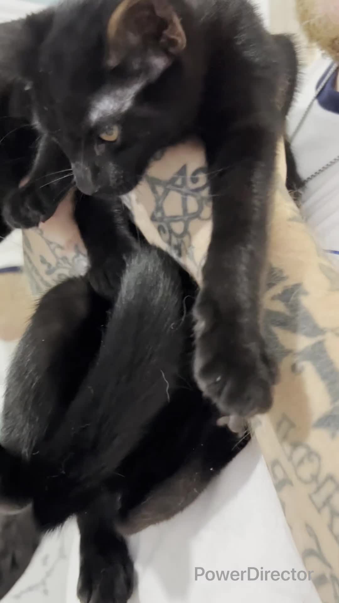 Maine Coon cats for sale: Two gorgeous Maine coon boys available  in Dudley - Video 1