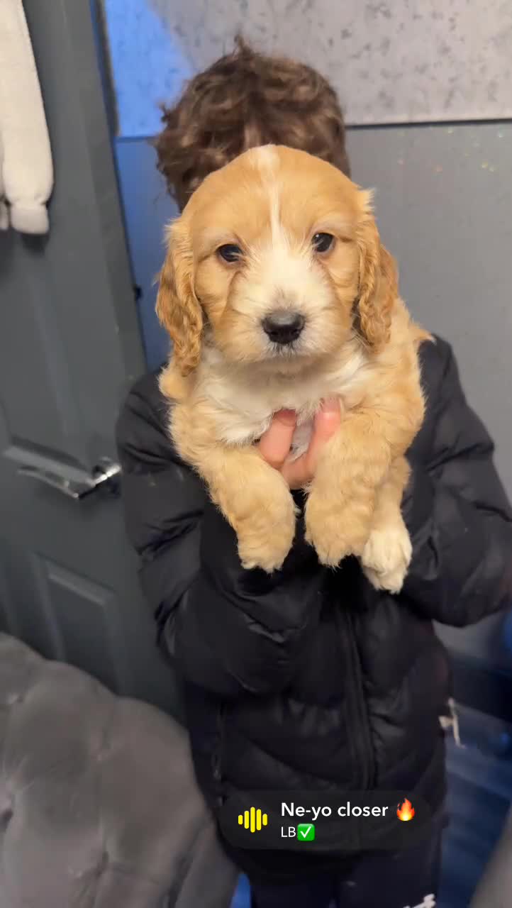 Cockapoo dogs for sale: F2 cockapoos  - Video 1