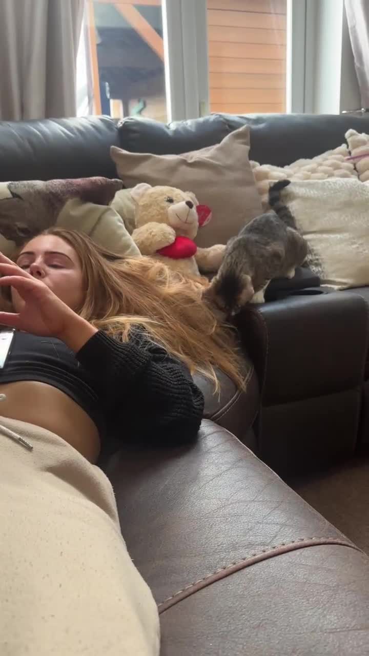 Mixed Breed cats for adoption: NOODLE - AMAZING FURPATTERN AFECTIONATE FUN HAPPY  - Video 2