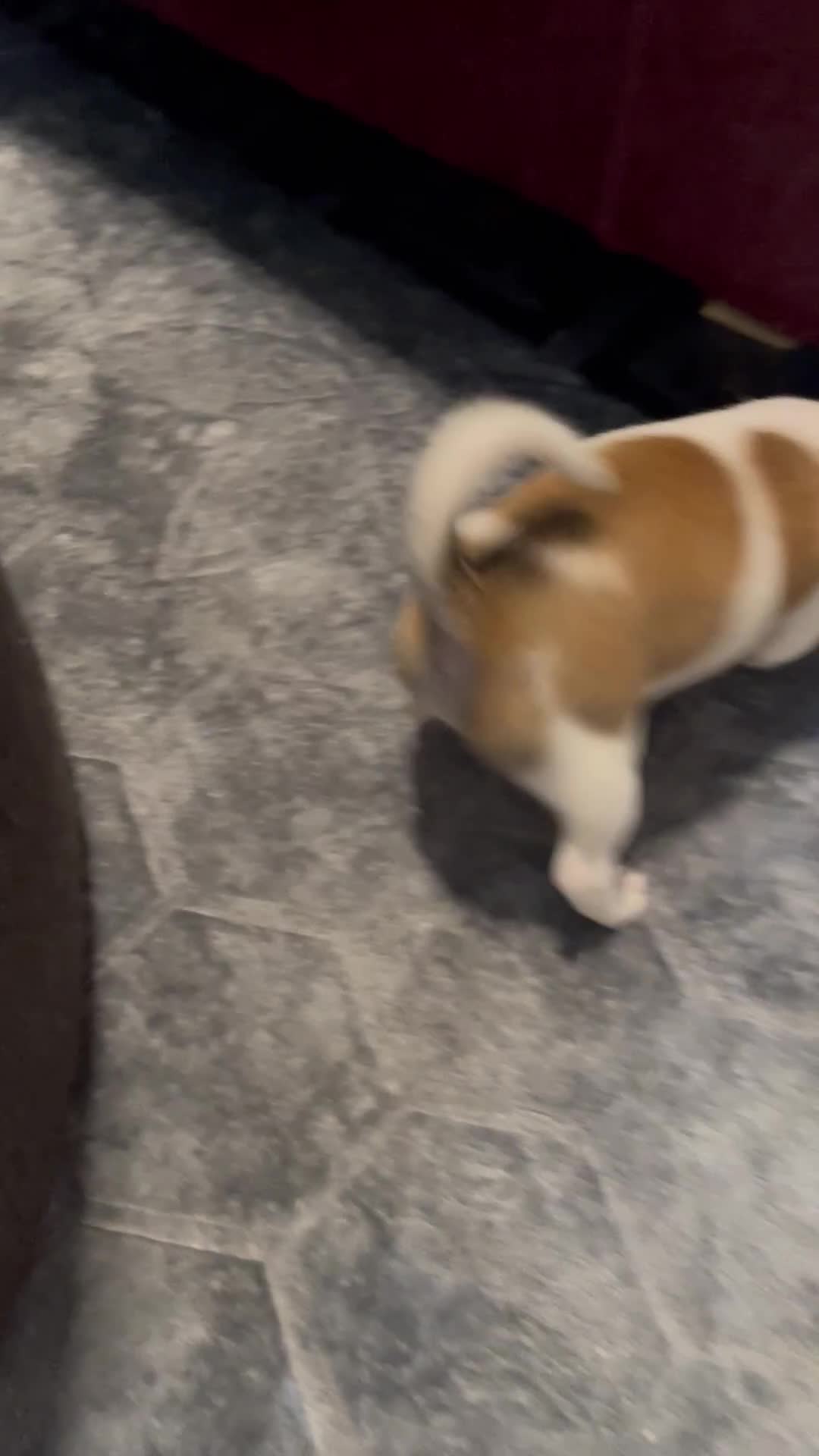 Chihuahua dogs for sale: 2 adorable chihuahua  - Video 1