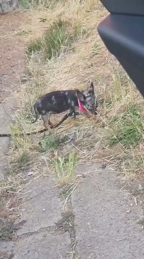 Chihuahua dogs for sale: Chihuahua in Romford - Video 1