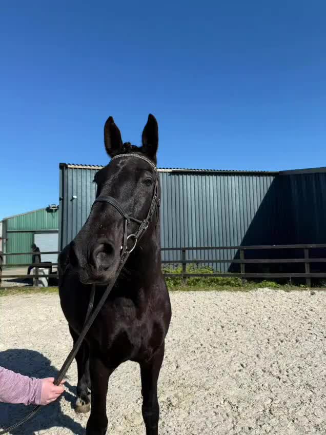 Irish Draught horses for sale: Beautiful Zahia - Video 1