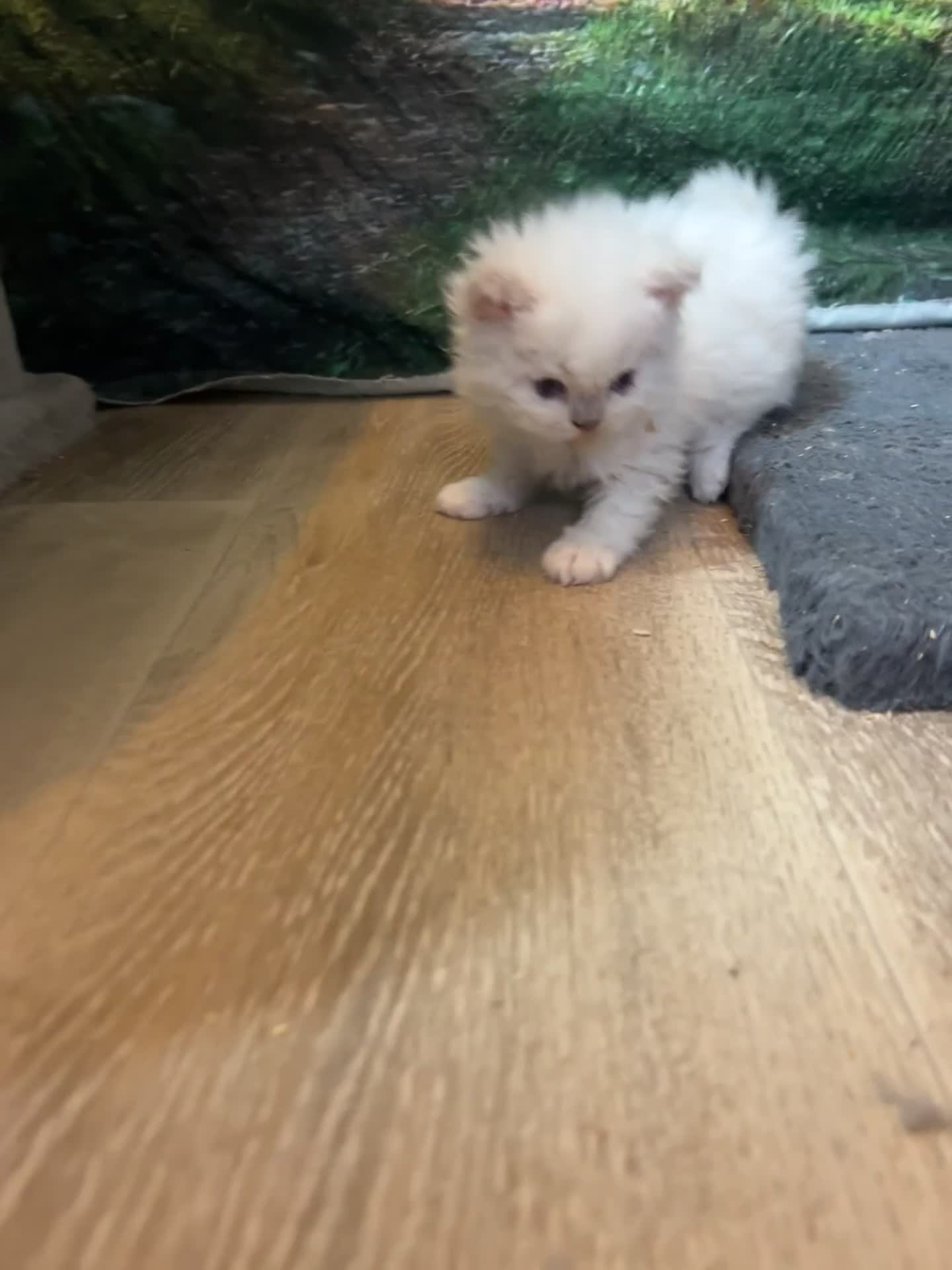 Selkirk Rex cats for sale: Selkirk rex kittens 3 boys 😺 - Video 1