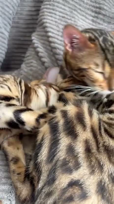 Bengal cats for sale: Young TICA Bengal boys seeking their families - Video 5