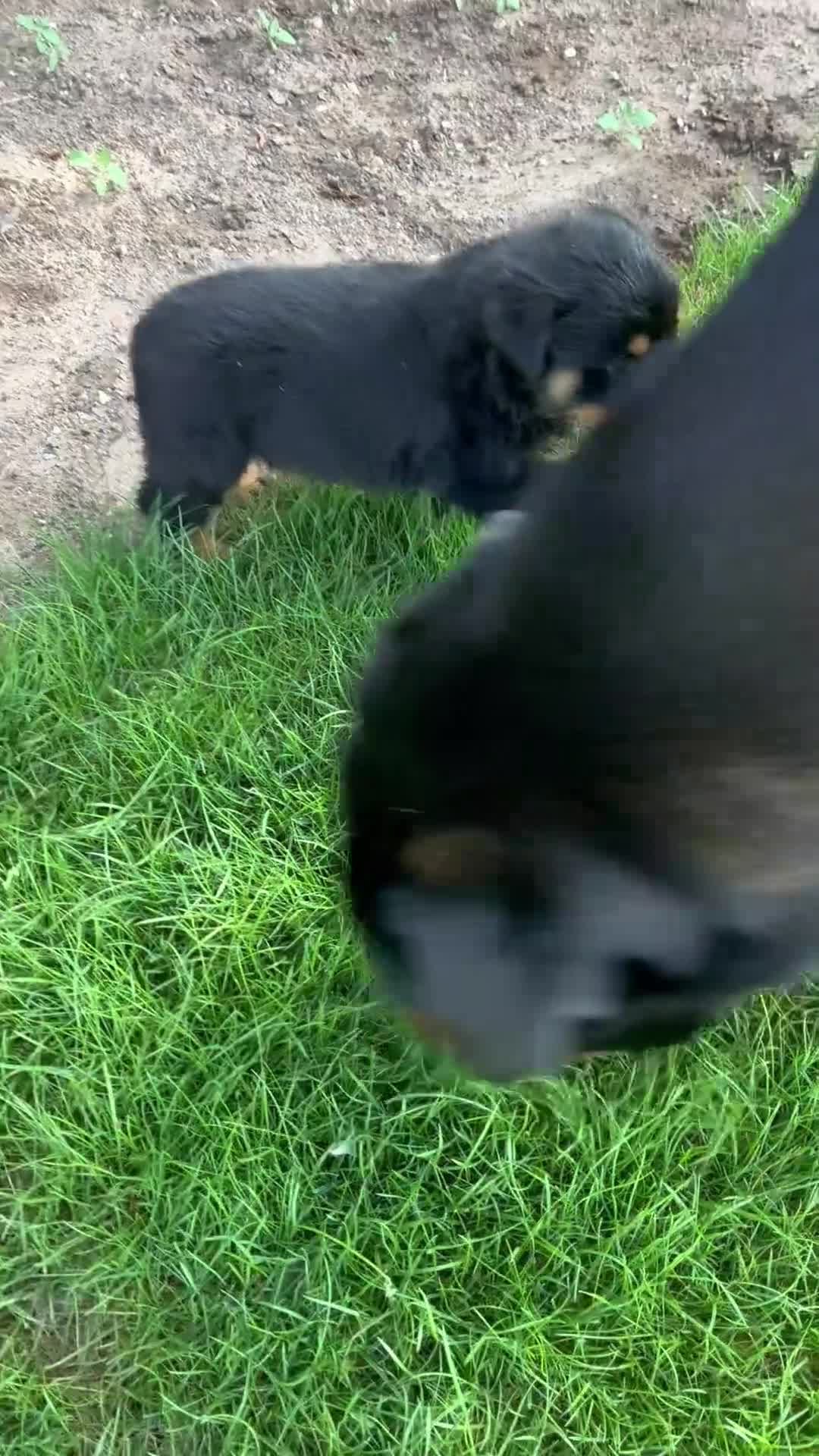 Rottweiler dogs for sale: 🏆🐾 5STAR BREEDERS🐾🏆KC REG girl and boys 💖💙 - Video 1