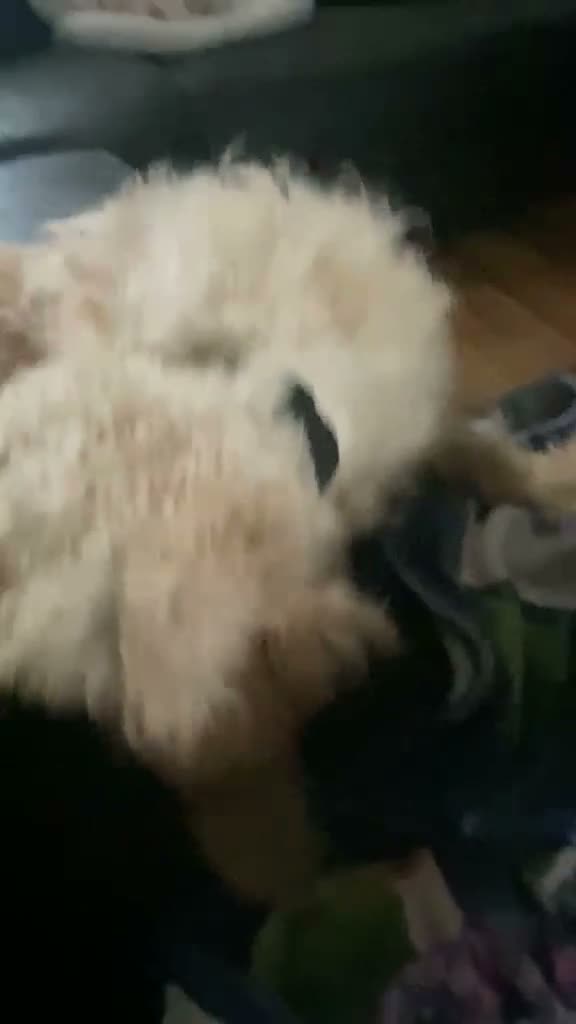 Cavachon dogs for sale: Chavachon - Video 2
