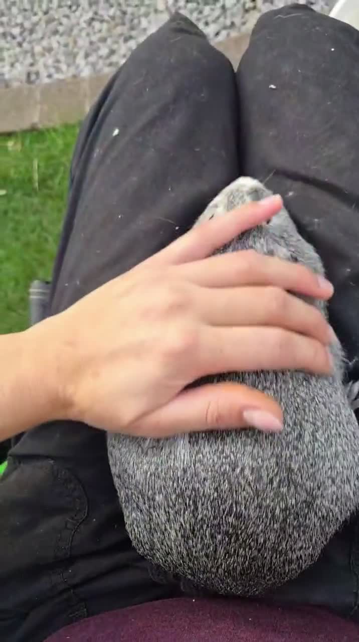 Guinea Pig rodents for sale: Two bond beautiful females Guinea pigs - Video 1