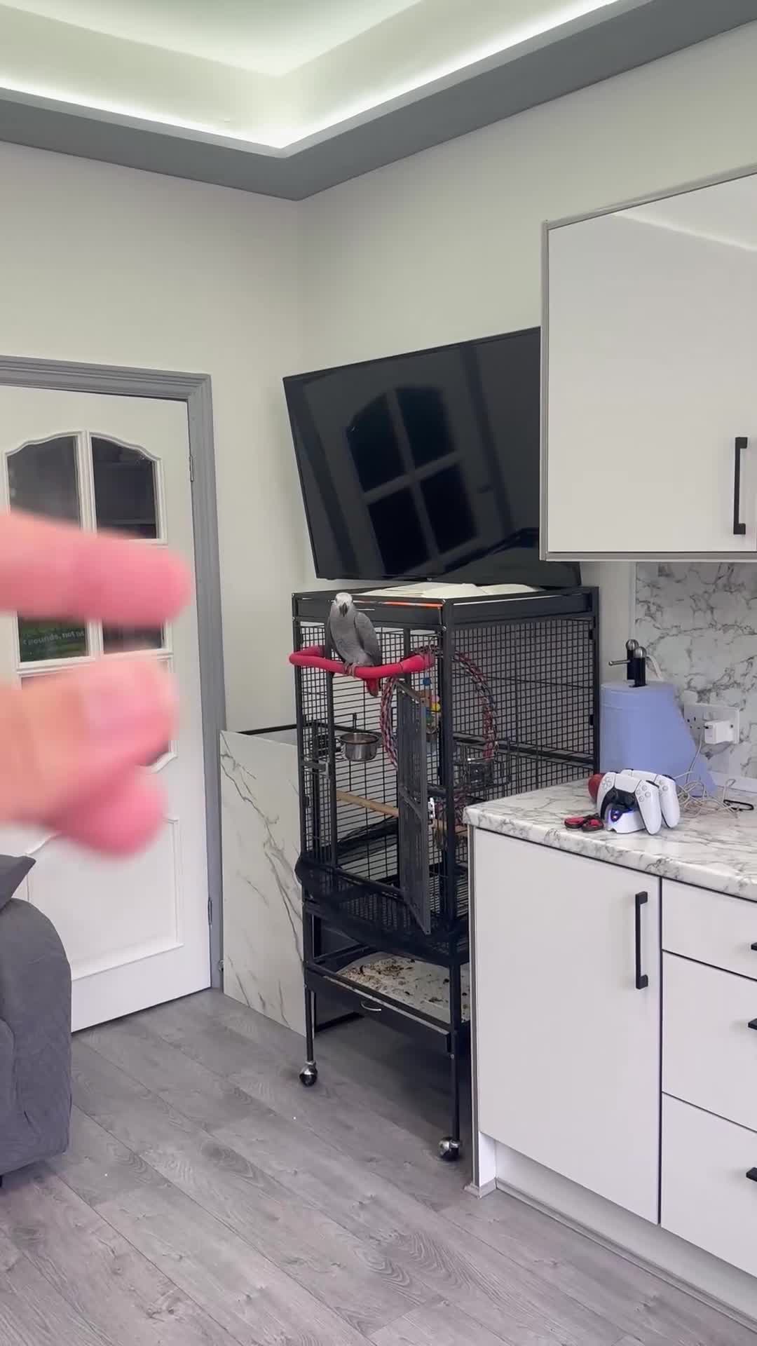 Parrots birds for sale: African Grey 6 Months Old Male Fully Hand Tame  in Bradford - Video 3