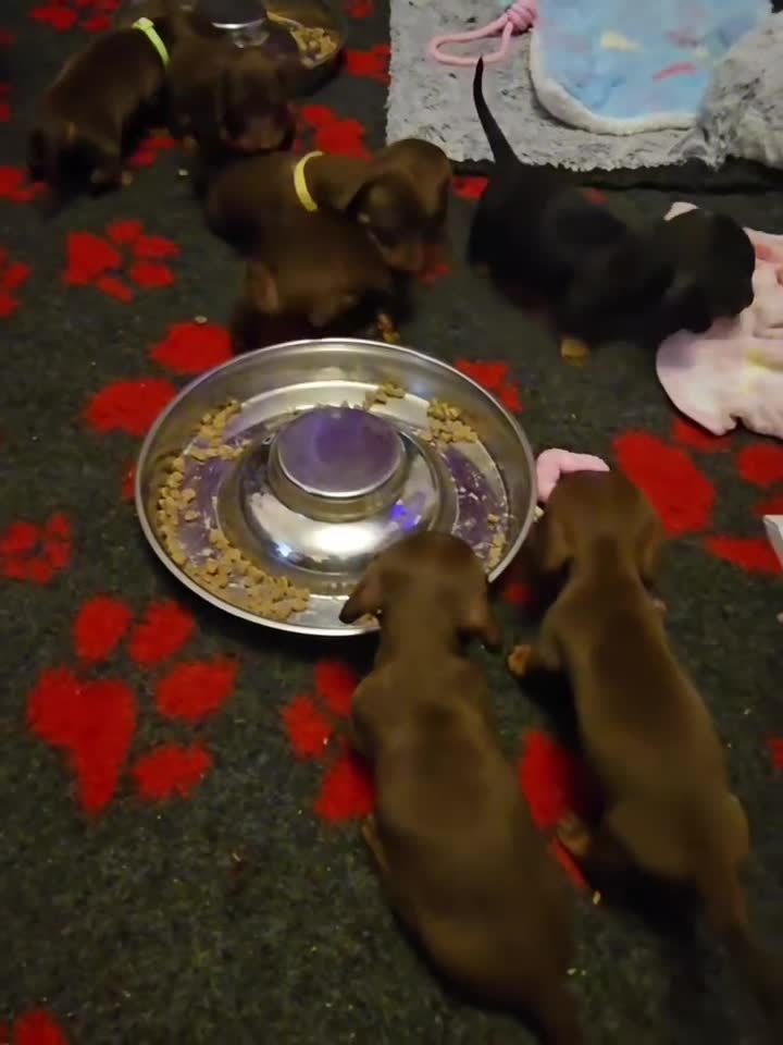 Miniature Dachshund dogs for sale: Miniature Dachshund Puppy - Video 3